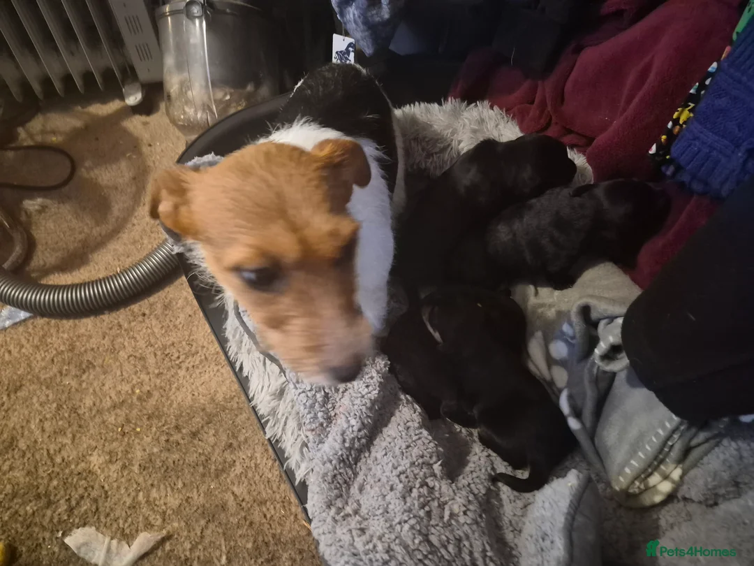 Jackapoo dogs for sale: Jackapoo pups - Advert 6