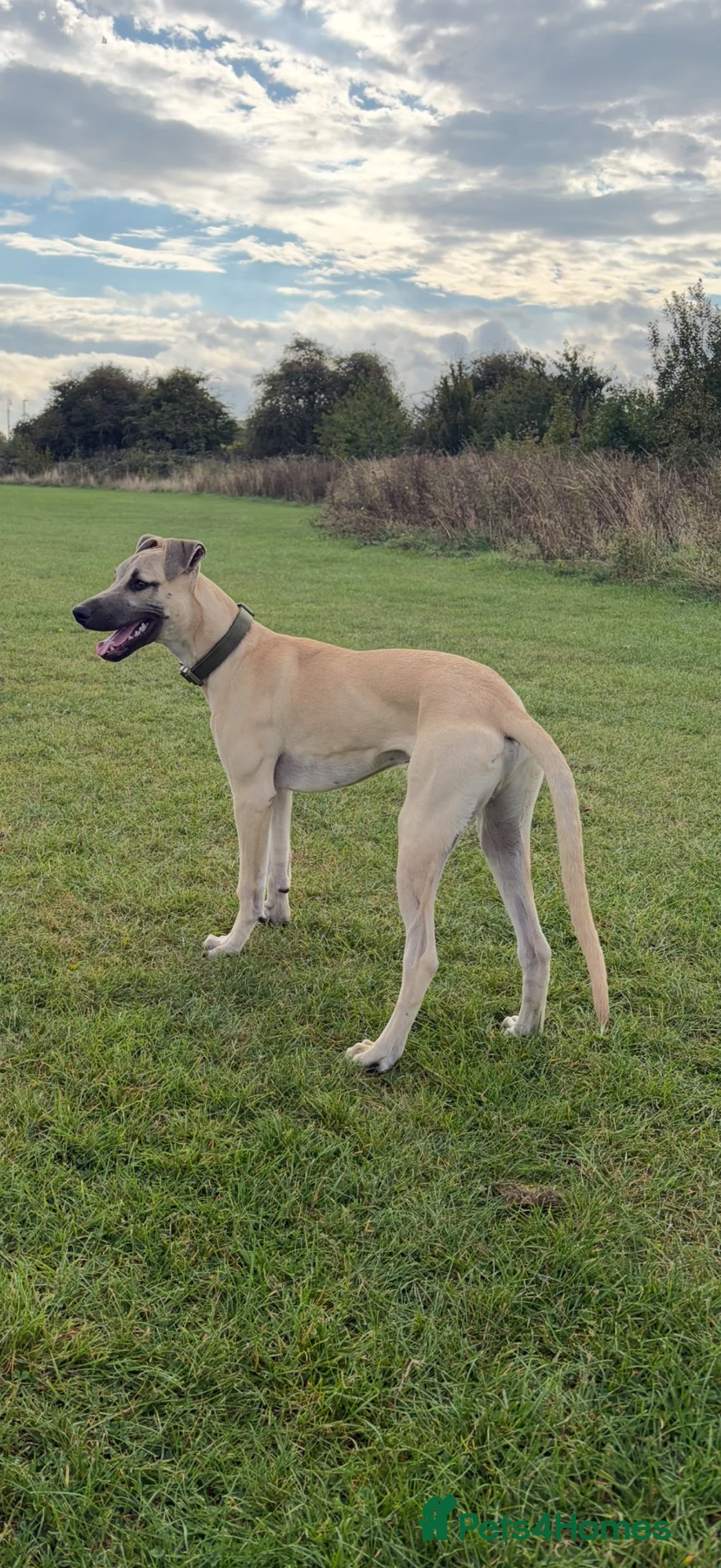 Greyhound dogs for sale: Bull greyhound in Hull - Advert 1