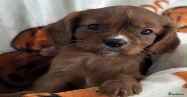 Cavalier King Charles Spaniel dogs - Advert 1