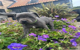 Staffordshire Bull Terrier dogs for sale: Chunky Staffy pups 💕 2 girls left, Ready to leave - Image 22