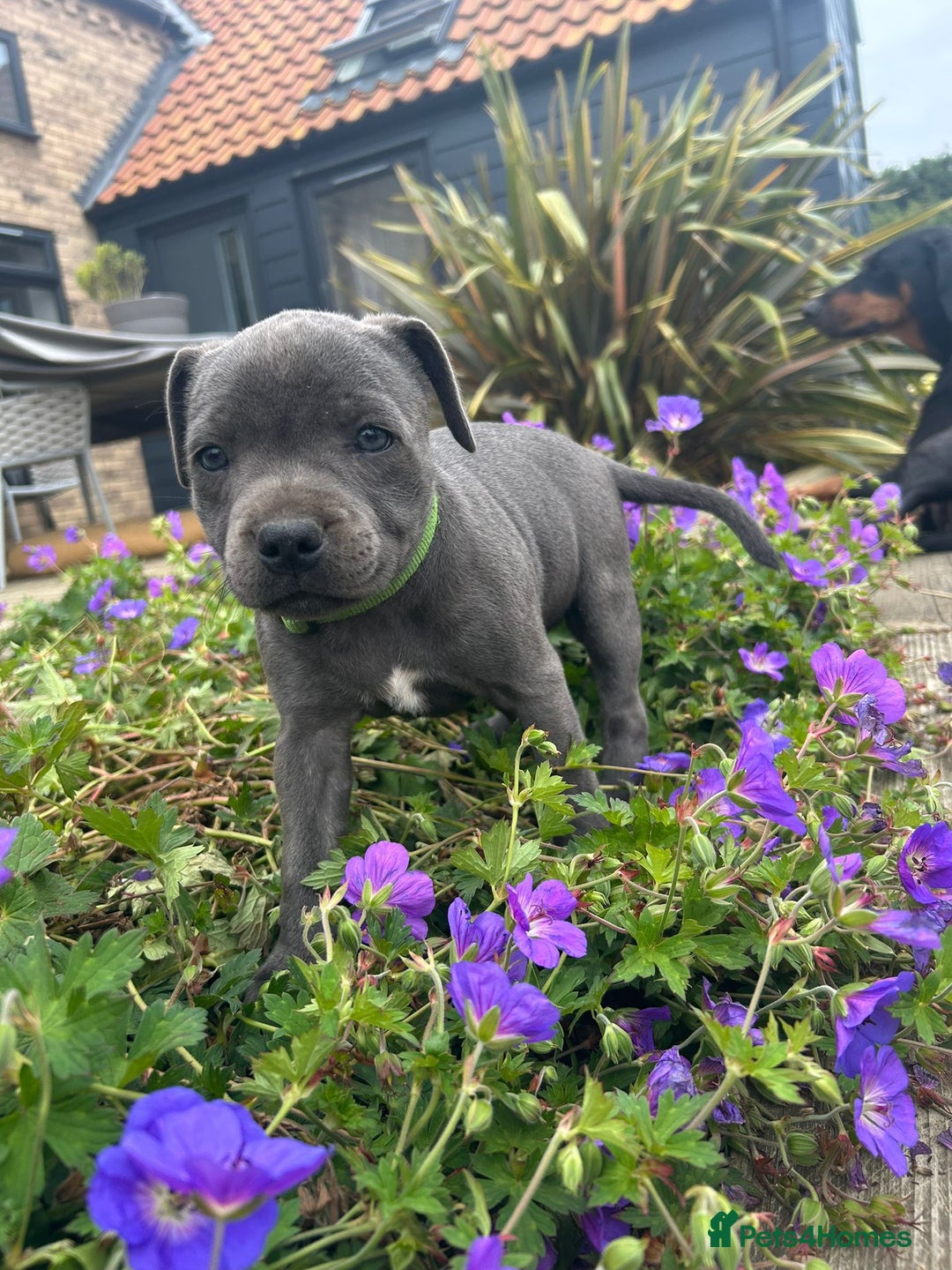 Staffordshire Bull Terrier dogs for sale: Chunky Staffy pups 💕 2 girls left, Ready to leave - Image 22