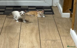 Cornish Rex cats for sale: Beautiful girls  - Image 5