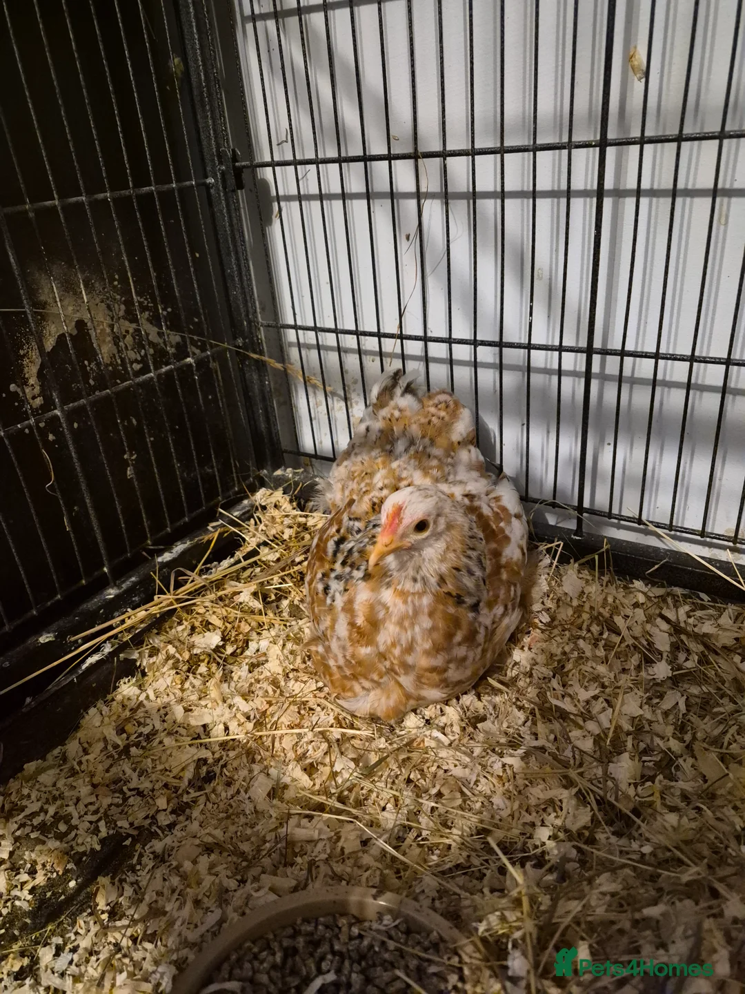 Chickens poultry for sale: Pekin Bantam Pullet - Advert 3