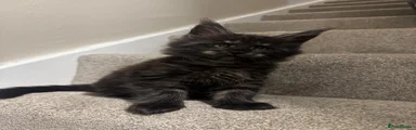 Maine Coon Kitten 2