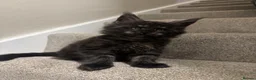 Maine Coon cats for sale: Maine coon kittens TICA  - Advert 11
