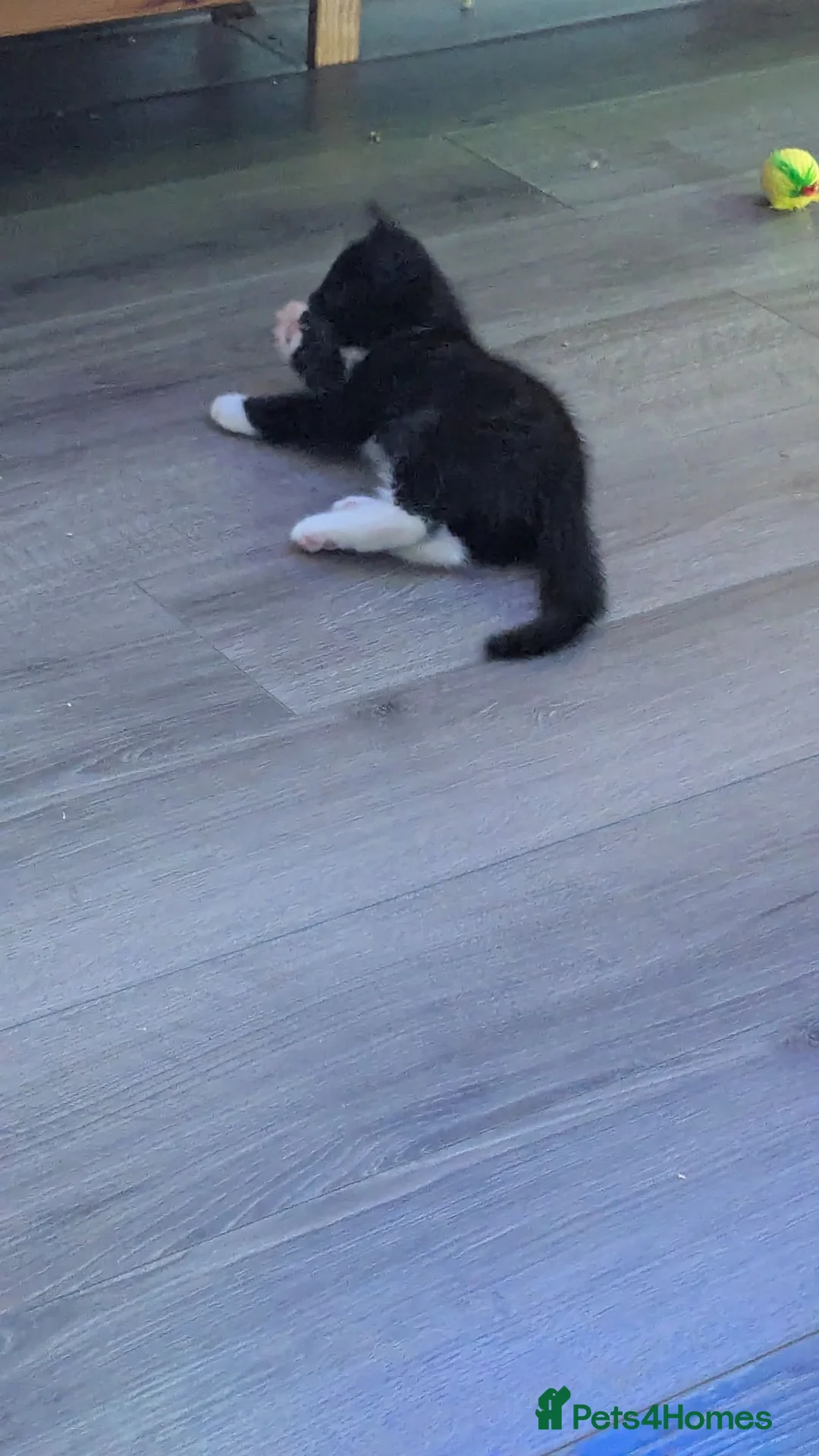 Mixed Breed cats for sale: Beautiful kittens to pick up in Leeds - Advert 2