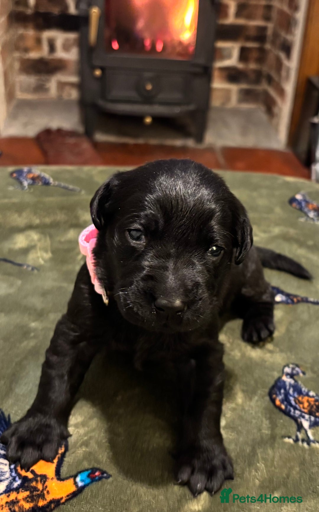 Labrador Retriever dogs for sale: Kc black Labrador puppies - Advert 2