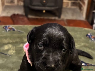 Labrador Retriever dogs for sale: Kc black Labrador puppies - Advert 1