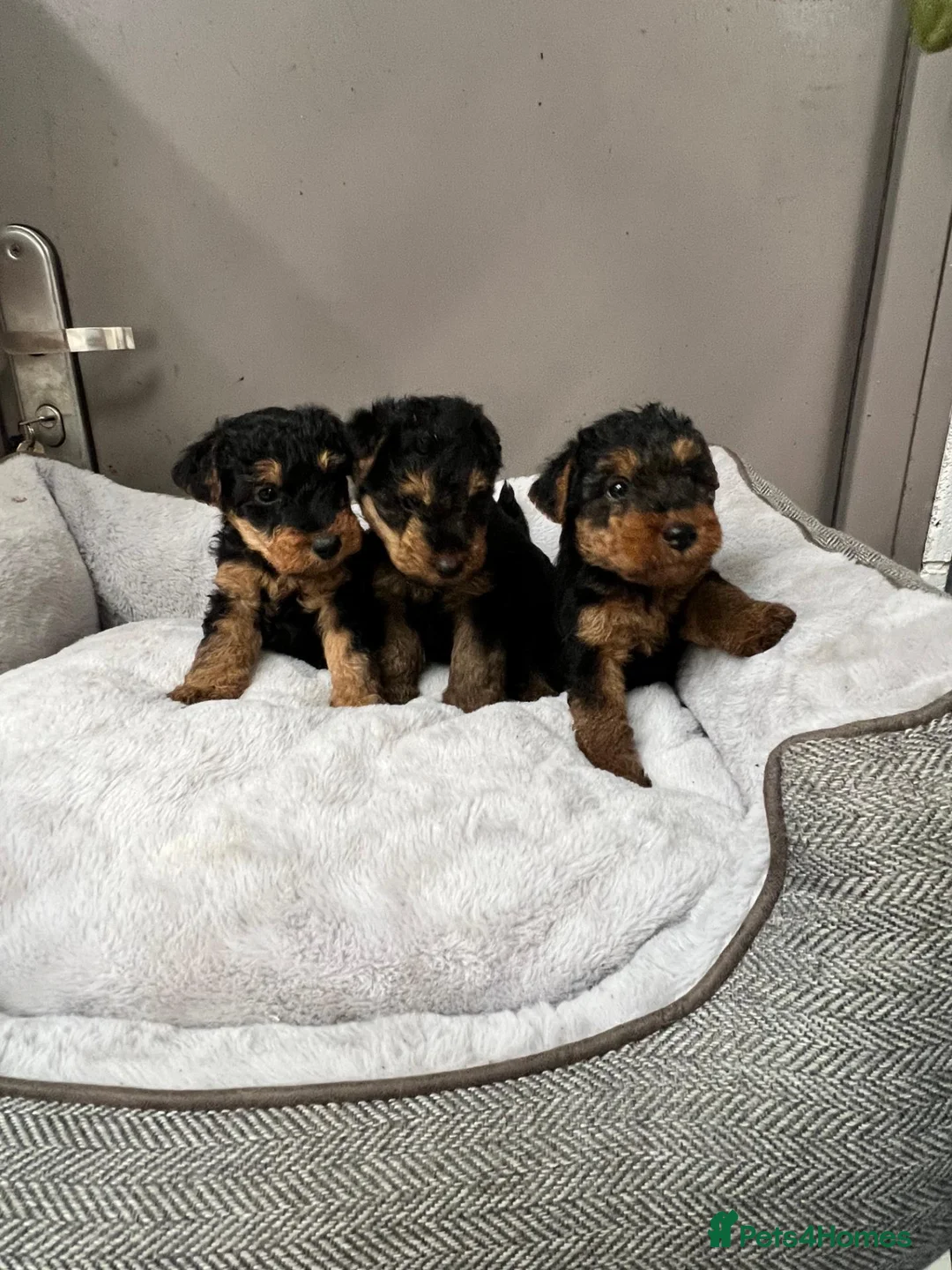 Welsh Terrier dogs for sale: Top Quality KC Reg PLL clear Welsh Terrier Puppies - Advert 2