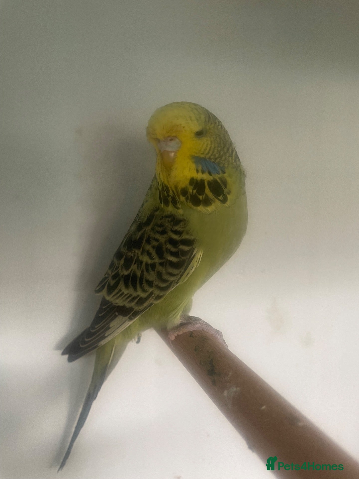 Cockatiels birds Budgies/ Cockatiels  2026 Young and Pairs. - Advert 23