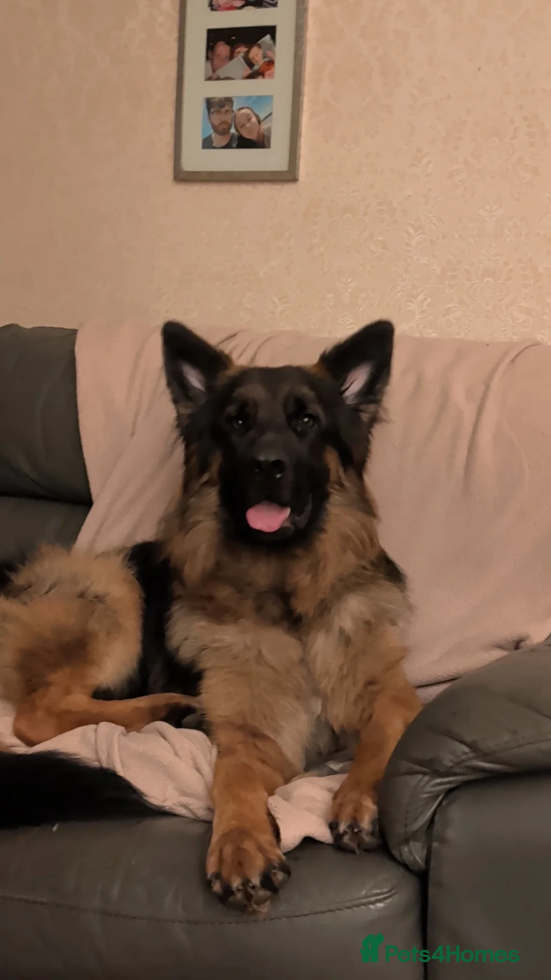 German Shepherd dogs for sale: Max!! - Advert 1