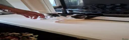 Mixed Breed cats for sale: Mixed Bengal Kittens in Pinner - Advert 11