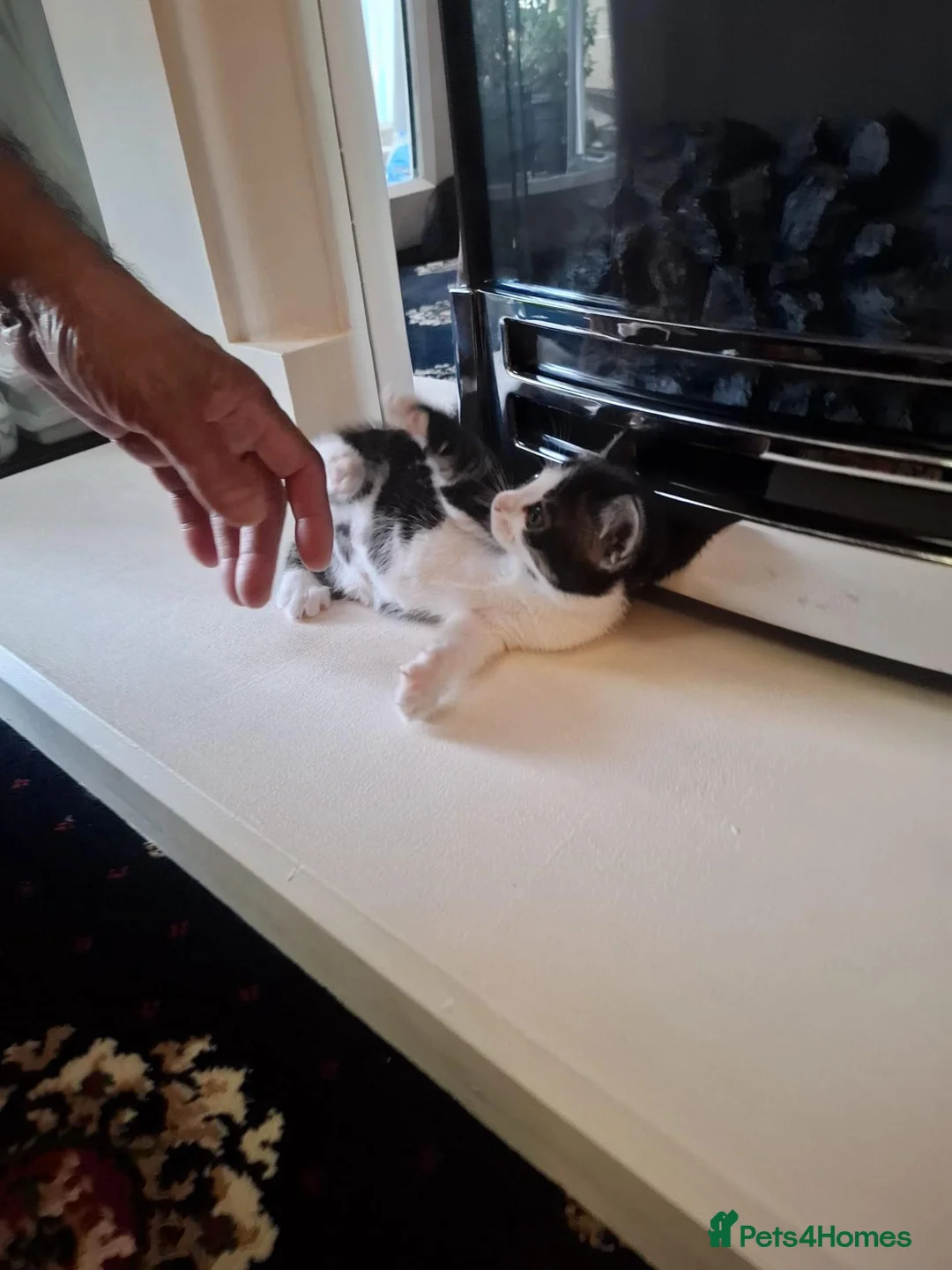 Mixed Breed cats for sale: Mixed Bengal Kittens in Pinner - Advert 11