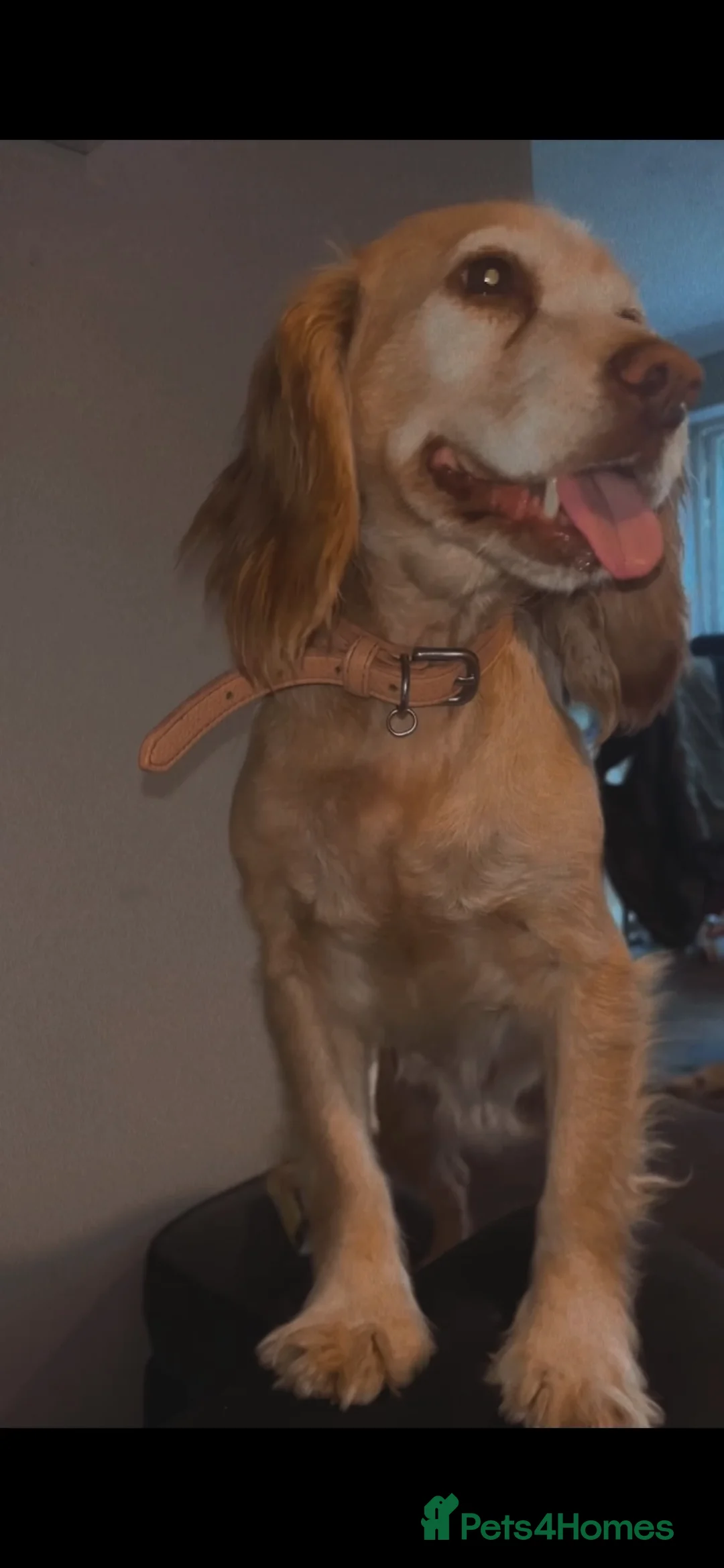 Cockapoo dogs for sale: Miniature cockapoo p in Sevenoaks - Advert 7