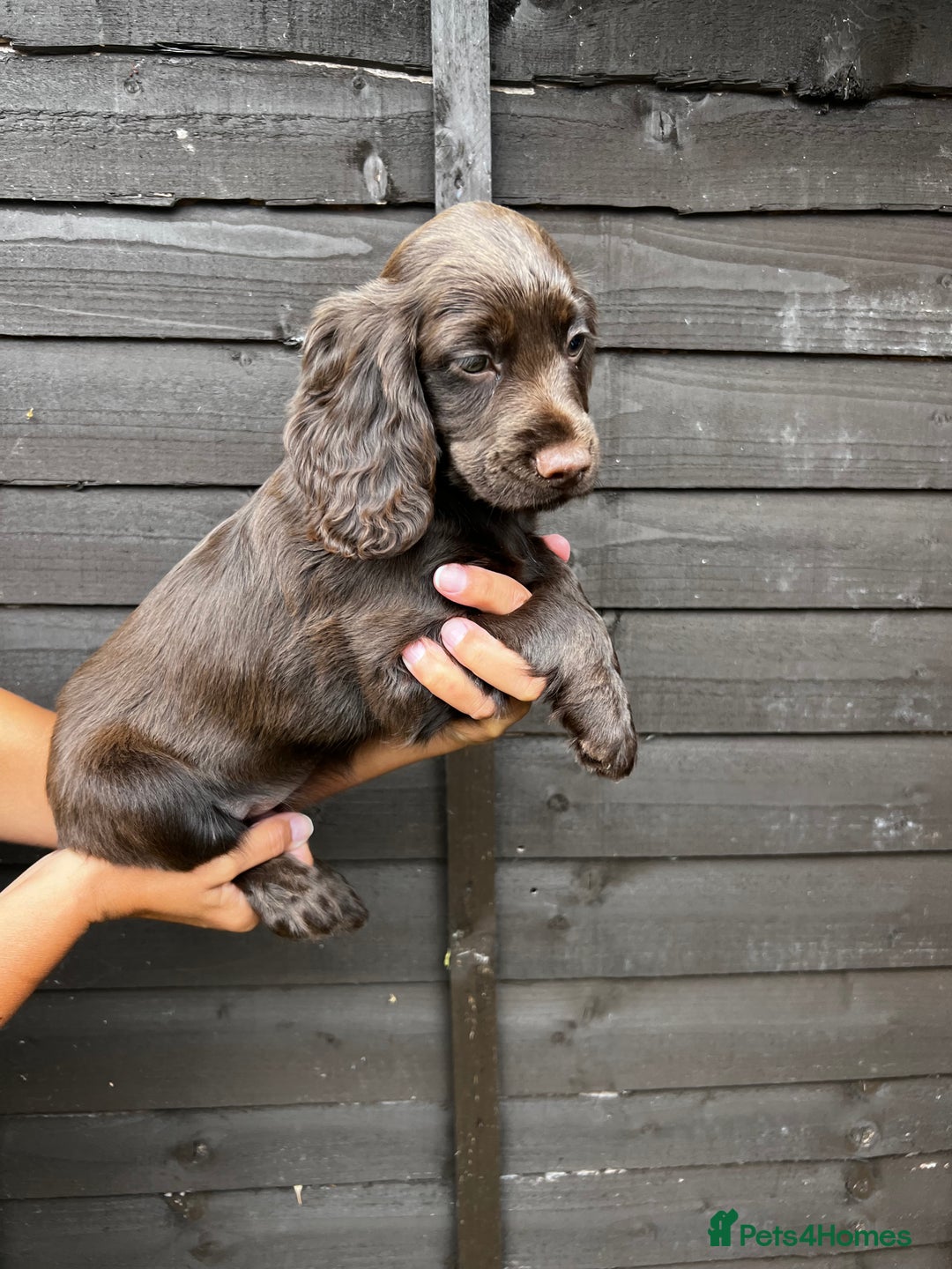 Cocker Spaniel dogs for sale: Cocker spaniel female puppies  - Image 15