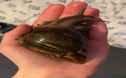 Snails invertebrates for sale: AFRICAN GIANT SNAILS FOR SALE! - Image 5