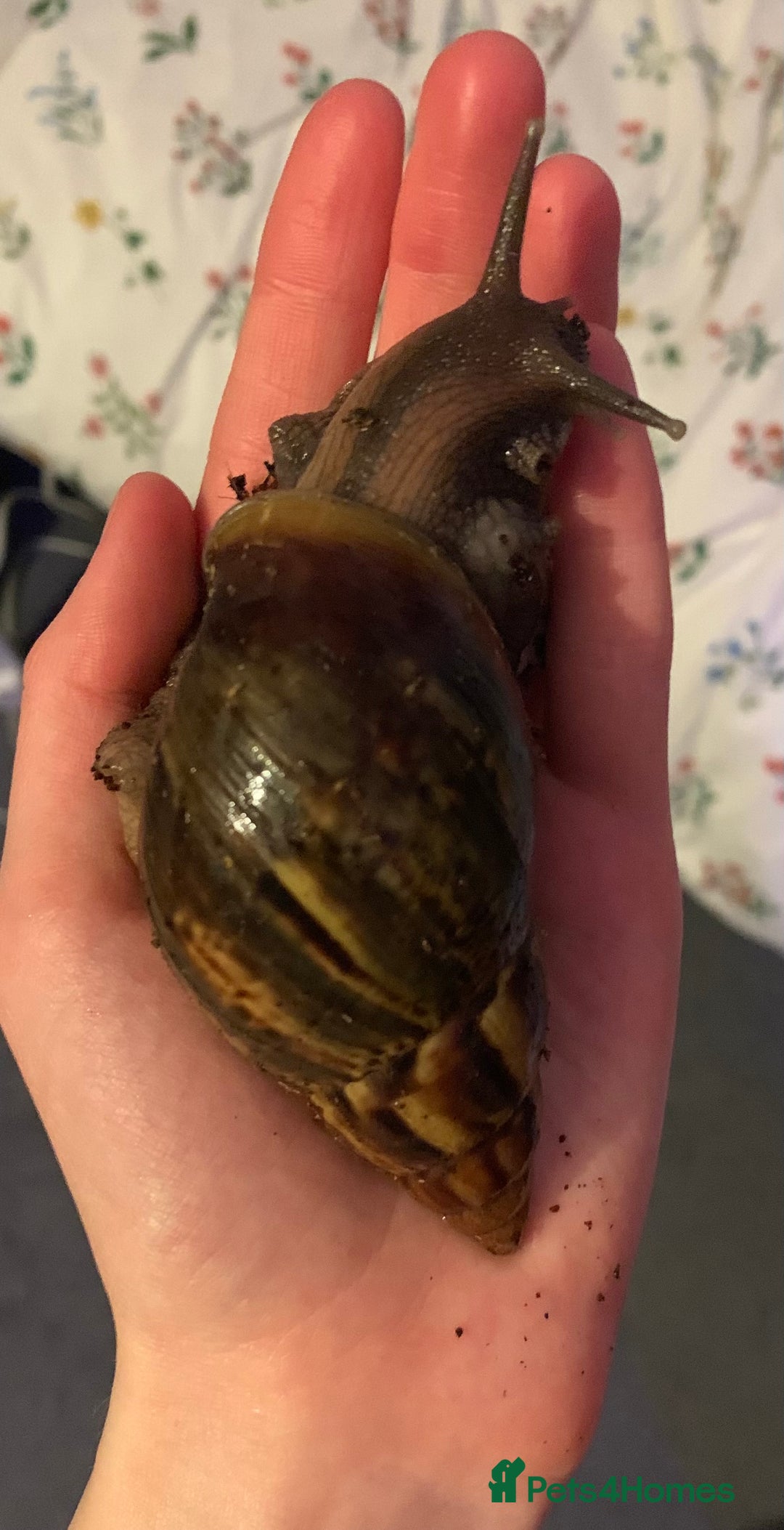 Snails invertebrates for sale: AFRICAN GIANT SNAILS FOR SALE! - Image 5