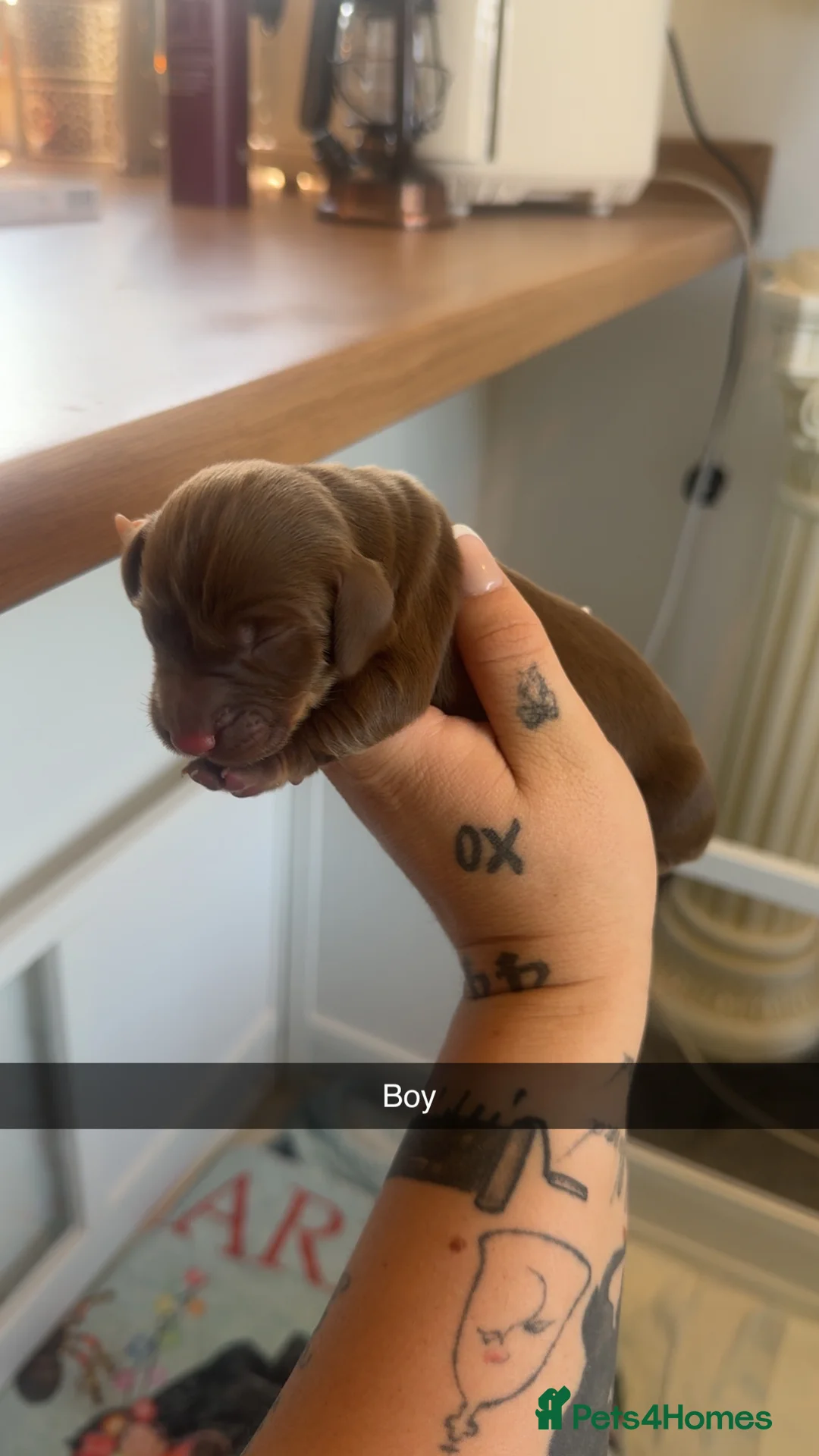 Miniature Dachshund dogs for sale:  Miniature 🌭 dachshunds 🌭🌭🌭 - Advert 2
