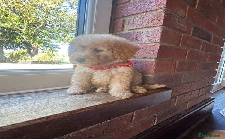 Cockapoo dogs - Advert 13