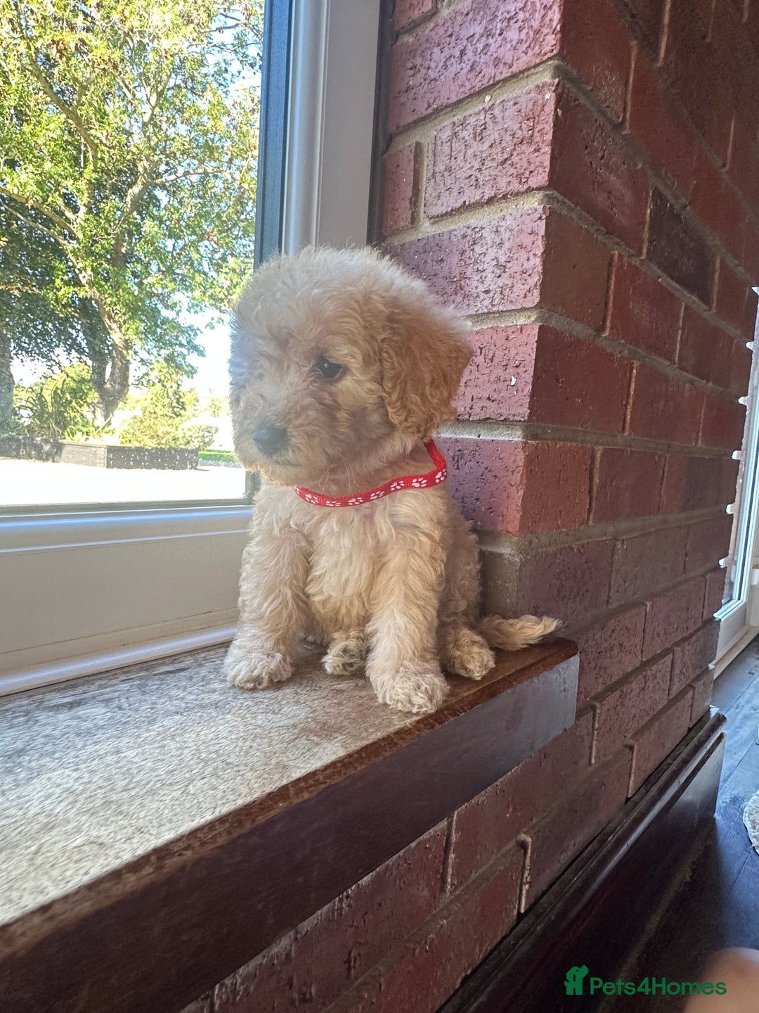 Cockapoo dogs for sale: 8 beautiful, stunning cockapoo  - Image 2