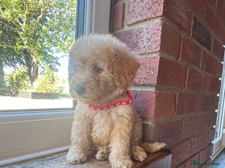 Cockapoo dogs - Advert 11