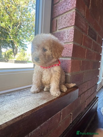 Cockapoo dogs - Advert 13