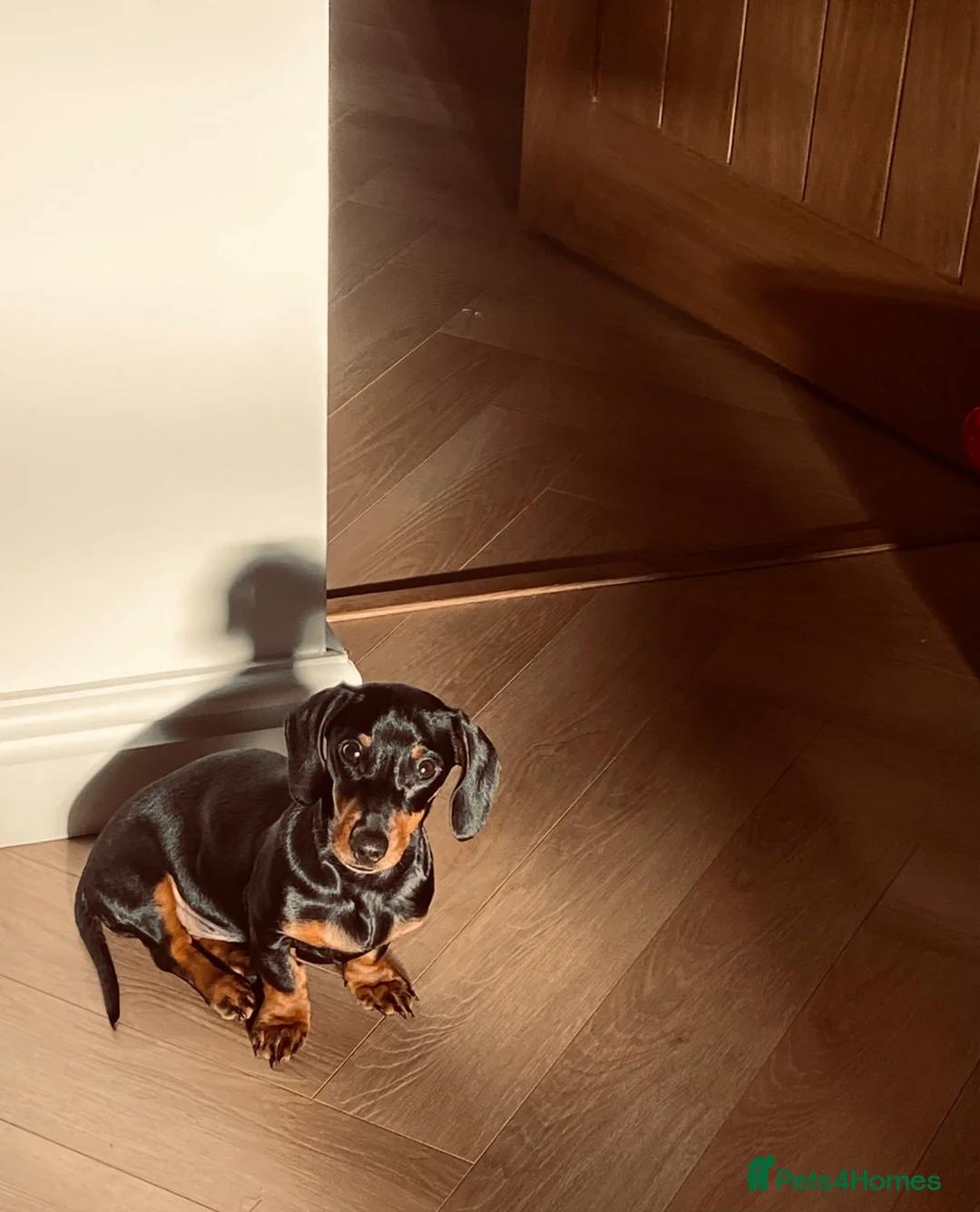 Dachshund dogs for sale: 6 Month Old Dachshund Puppy  - Advert 2