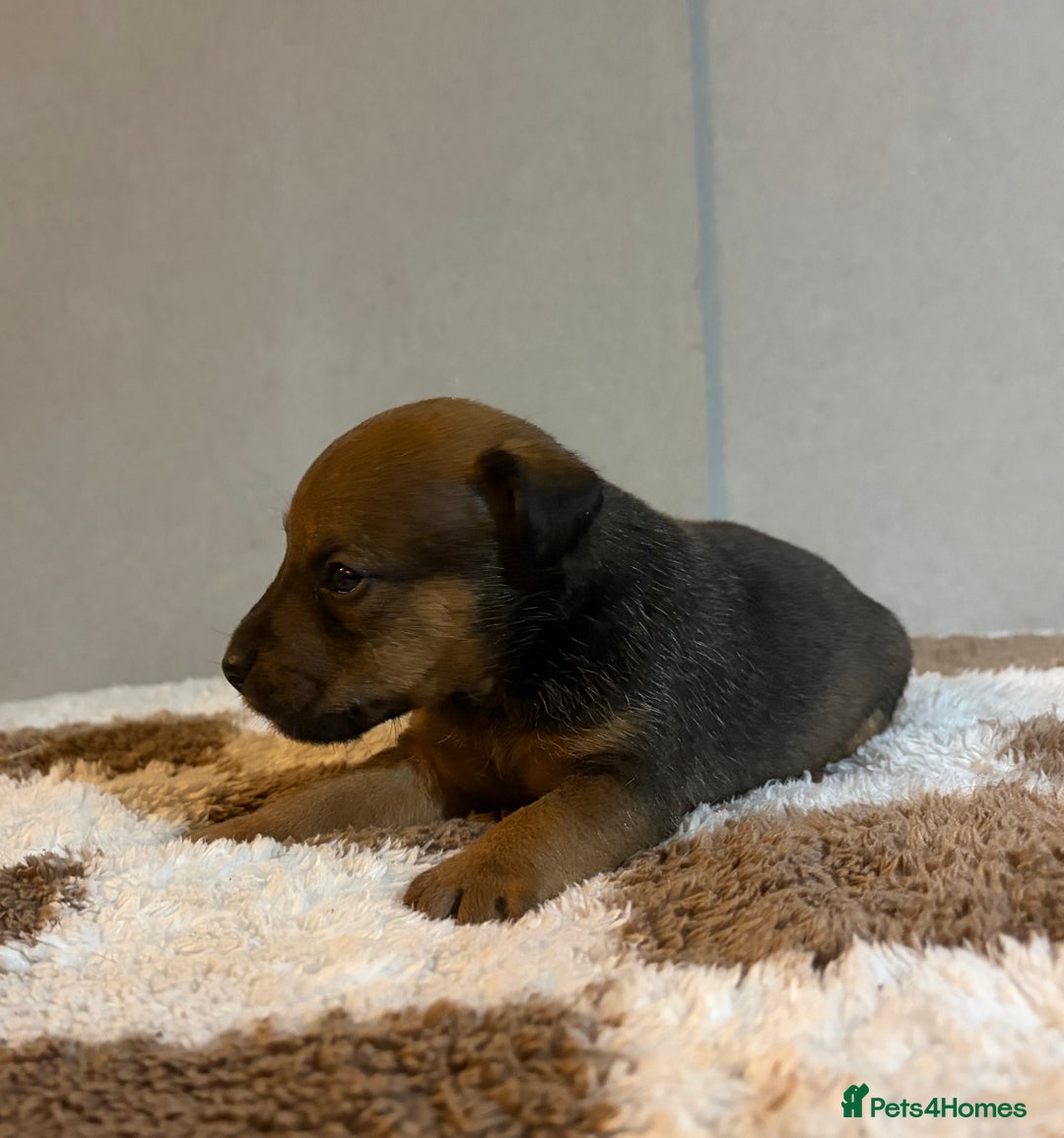 Mixed Breed dogs for sale: 6 Lakeland x Russell puppies  - Advert 13
