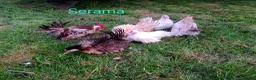 Chickens poultry for sale: Various Pure breed chicks/eggs + turkeys - Advert 4