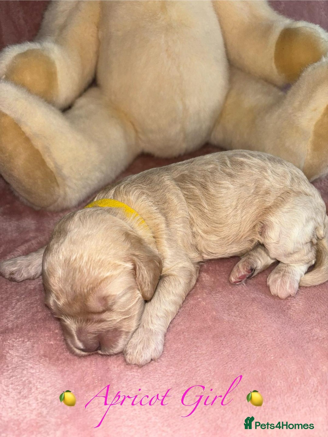 Cavapoo dogs for sale: BEAUTIFUL CAVAPOO PUPPIES HEALTH TESTED PARENTS  - Image 10