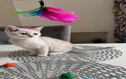 Scottish Fold cats for sale: Scottish Straight Girl  - Image 5