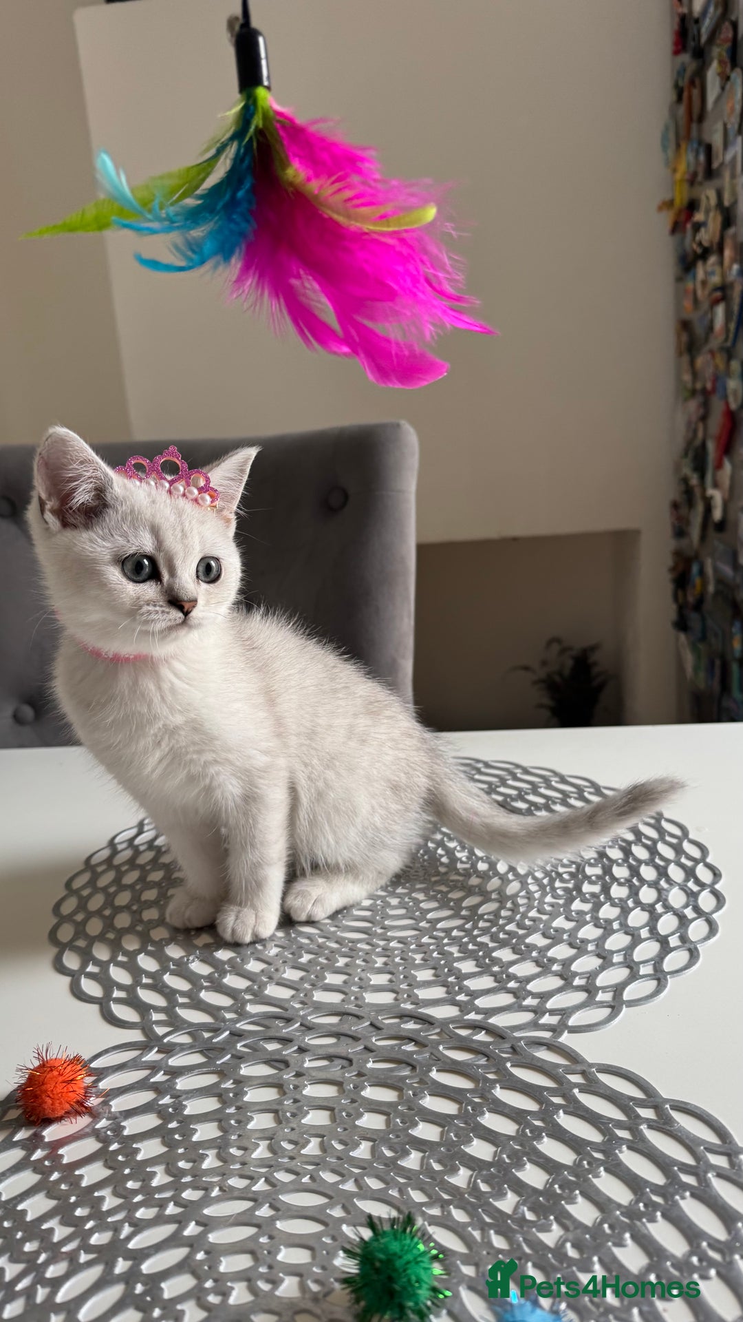 Scottish Fold cats for sale: Scottish Straight Girl  - Image 5