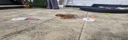 Cavapoo dogs for sale: Teddy bear cavapoo  - Advert 5