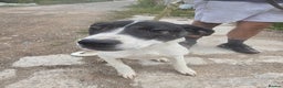 Mixed Breed dogs for sale: PresaAlabai - Advert 8