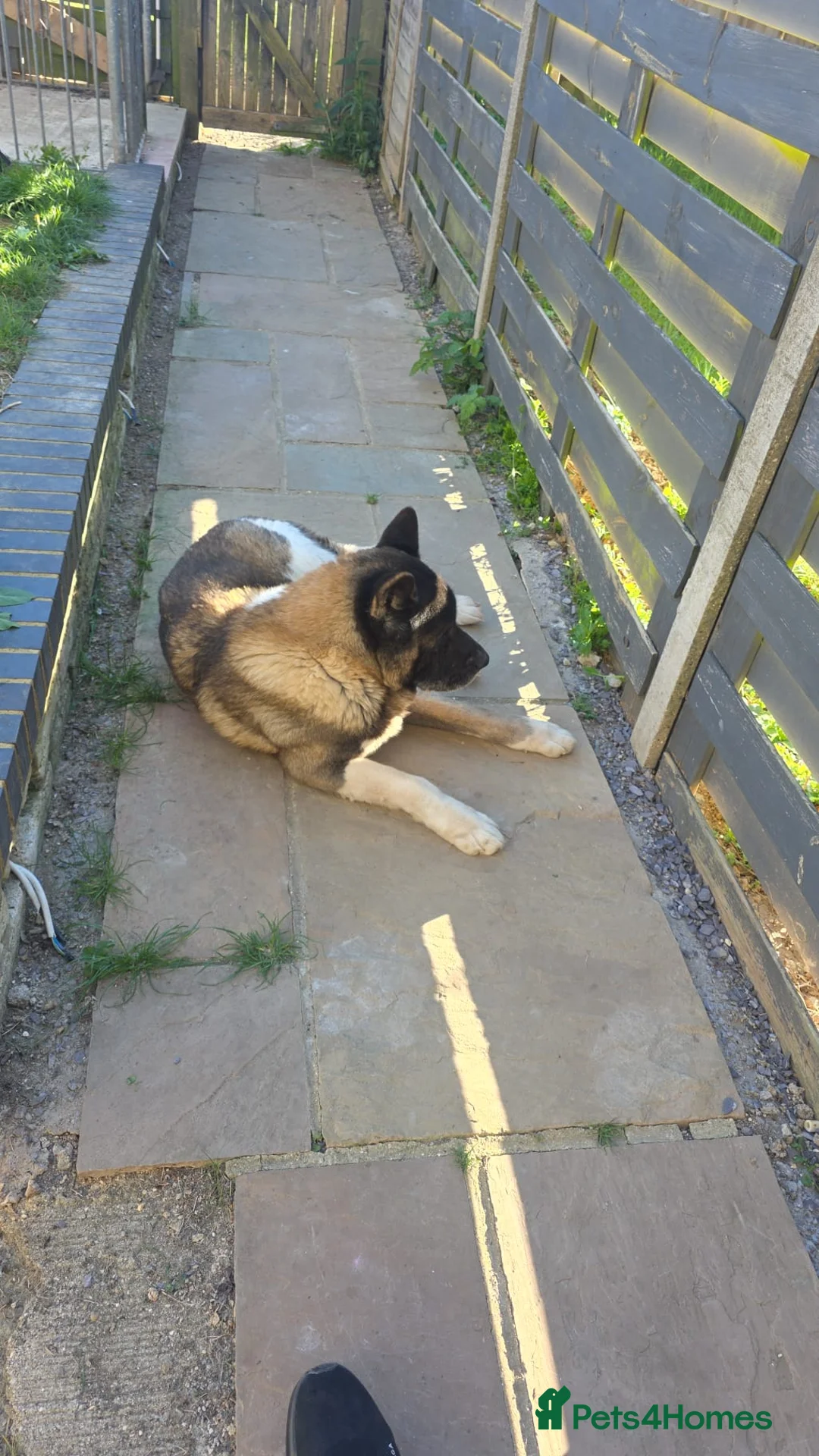 Akita dogs for sale: 8 Year old American Akita needing a home ASAP - Advert 2