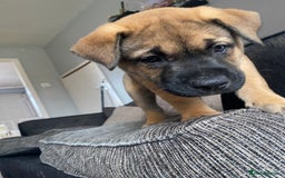 Mixed Breed dogs for sale: Rottweiler x Akita puppy  - Image 15
