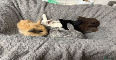 Mini Lion Lop rabbits - Advert 10