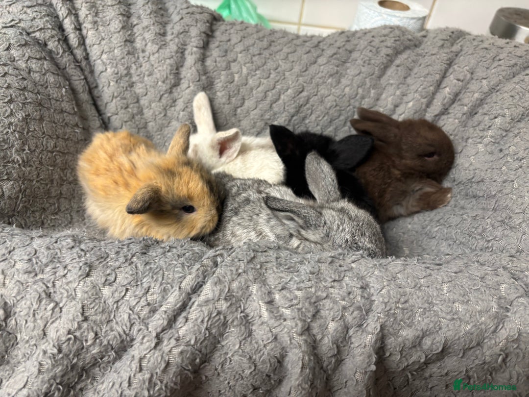 Mini Lion Lop rabbits for sale: Mini lion lops  - Image 2