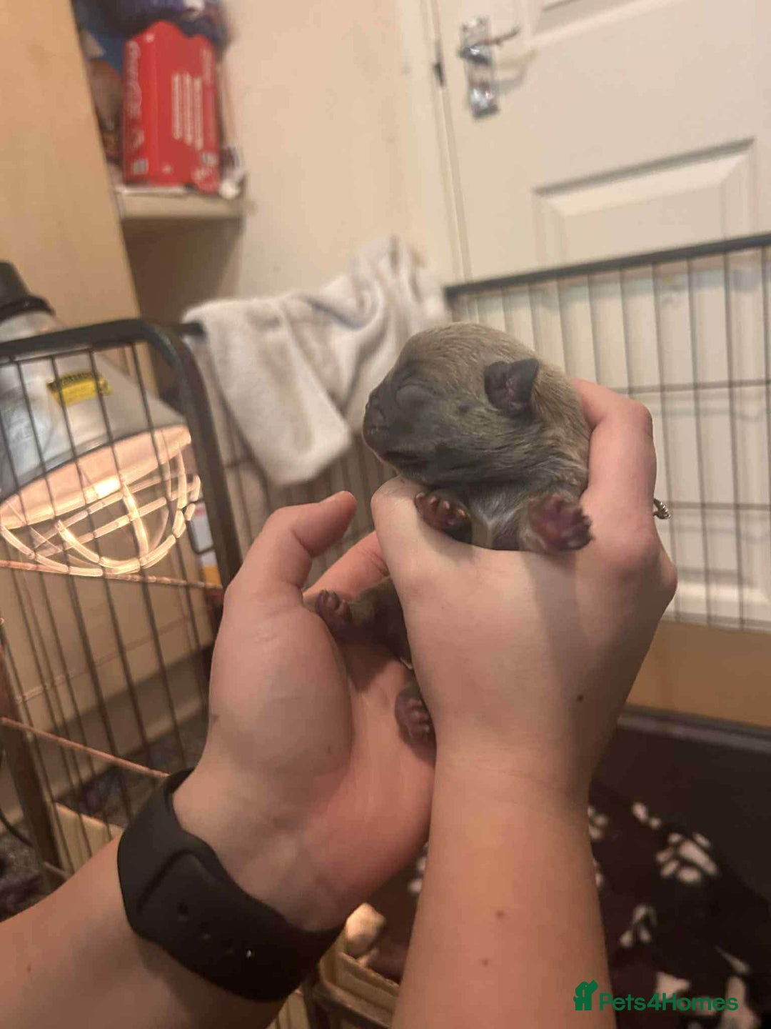 French Bulldog dogs for sale: Two gorgeous French bulldog males  - Advert 11