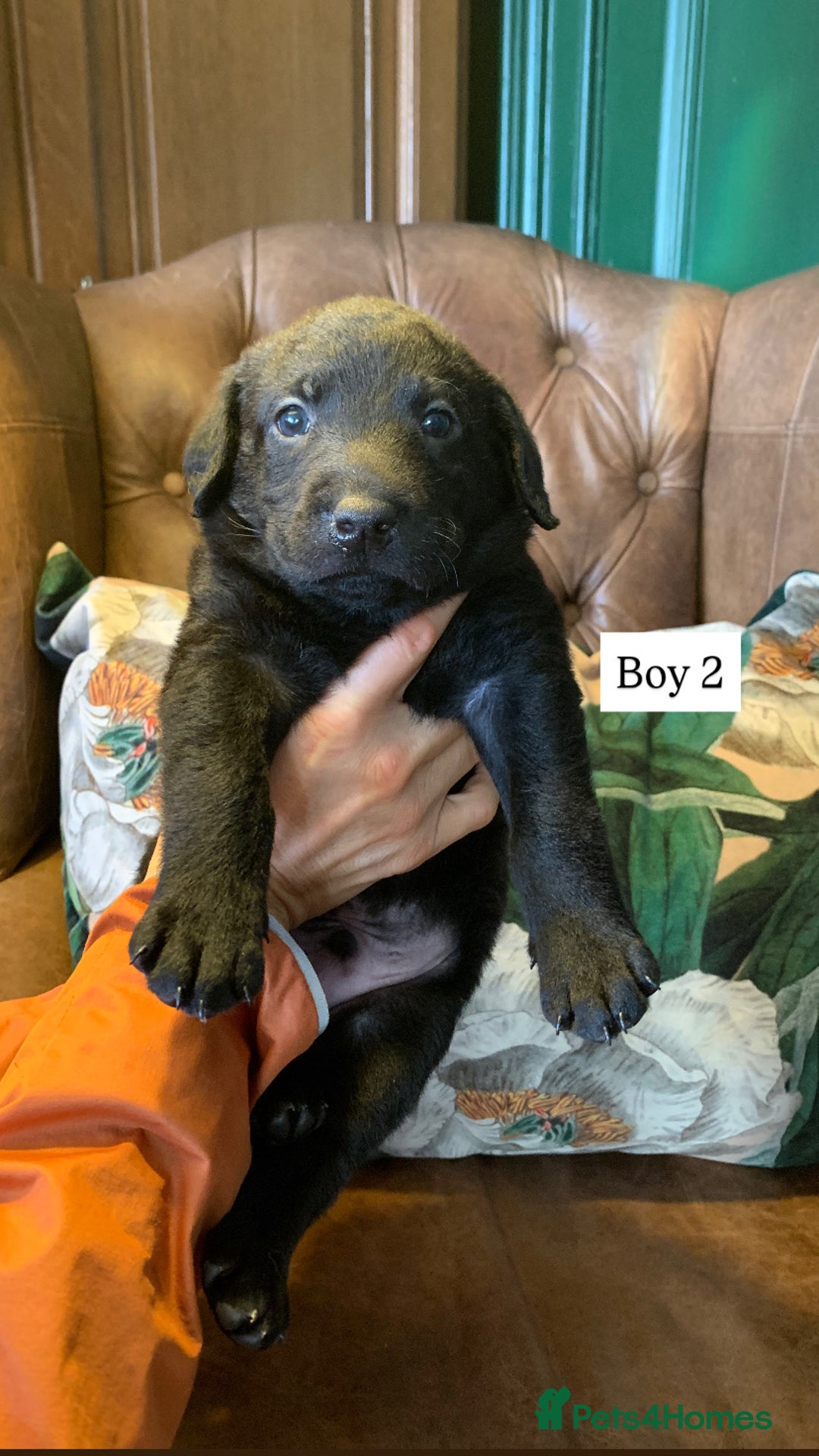 Labrador Retriever dogs for sale: Gorg KC reg labradors with amazing lineage - Advert 11