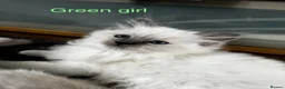Ragdoll cats for sale: Gorgeous Ragdoll Kittens - Advert 8
