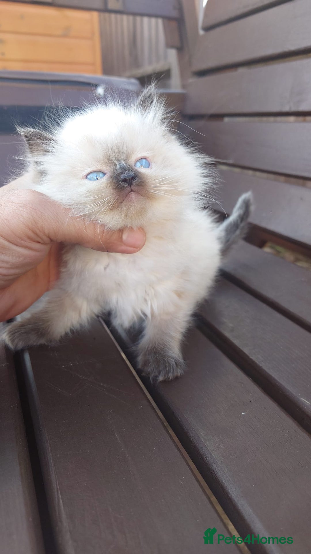 Ragdoll cats for sale: BEAUTIFUL PURE RAGDOLL KITTENS - Image 3