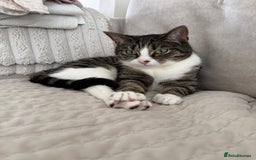 Domestic Shorthair cats for sale: Hello my name is Olive  - Image 5