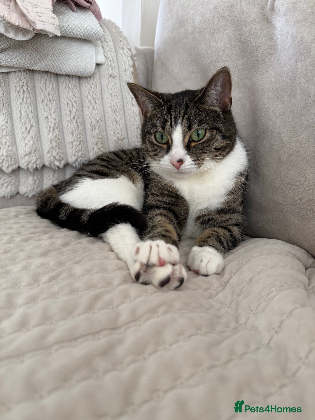 Domestic Shorthair cats for sale: Hello my name is Olive  - Image 5