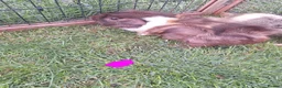 Guinea Pig rodents for sale: Male and female guinea pigs for sale  - Advert 5