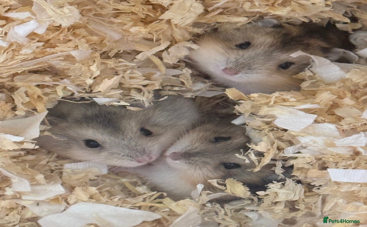 Hamster rodents - Advert 3