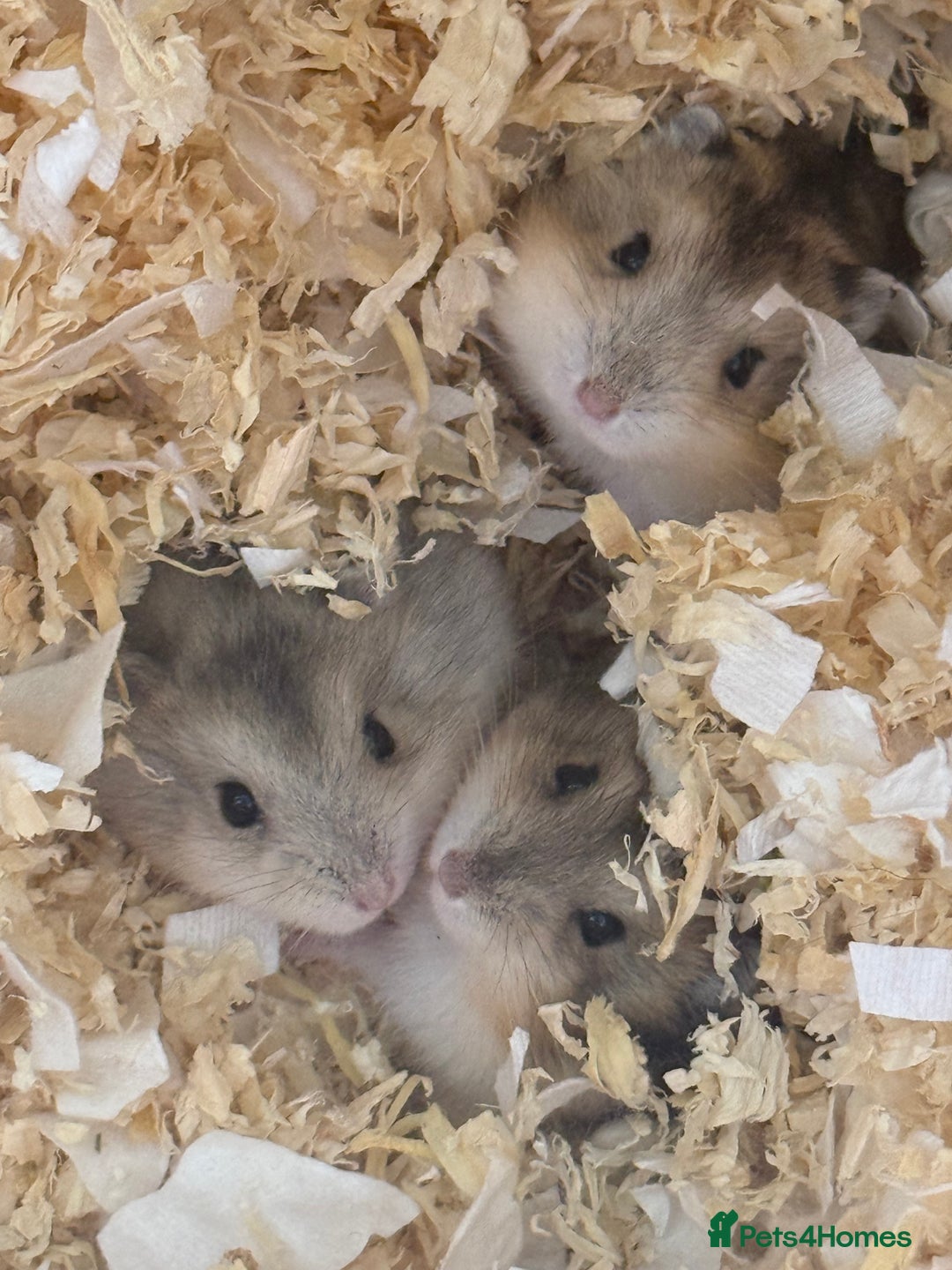 Hamster rodents for sale: 🐹 baby winter white hamsters for sale also dad 🐹 - Image 1
