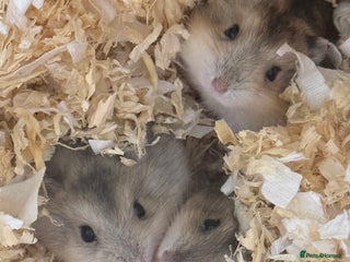 Hamster rodents - Advert 17