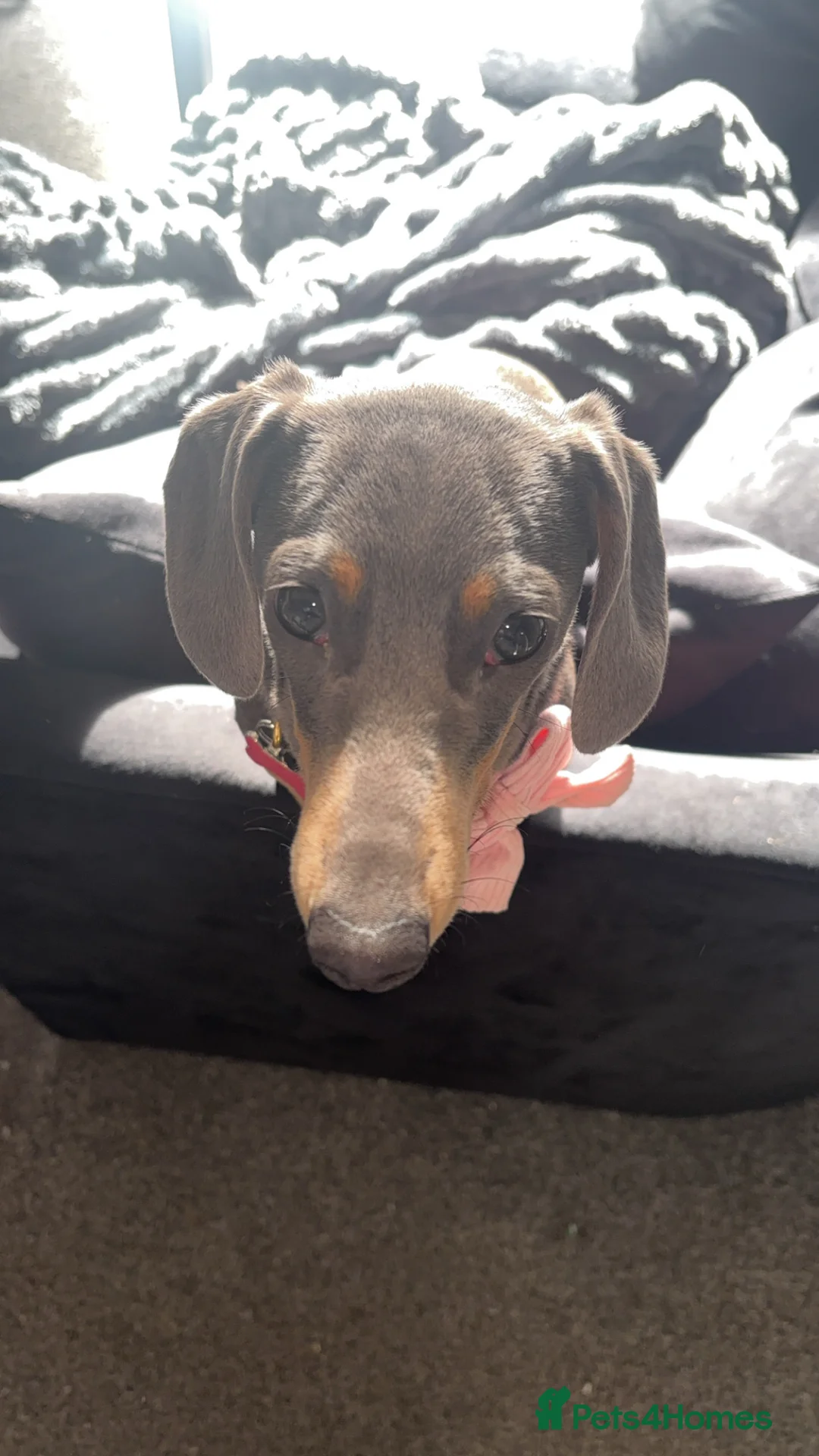 Miniature Dachshund dogs for sale: Rehoming  - Advert 10