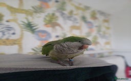 Parakeets birds for sale: Male Hand Tamed Quaker Parrot   - Image 2